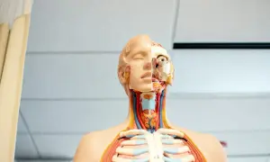 Model anatomiczny pokazuje szczegóły głowy i klatki piersiowej, w tym budowę gardła.