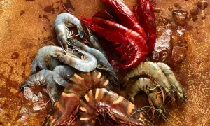 Frische Meeresfrüchte: Rote und graue Garnelen, die an die Küste Norwegens erinnern, liegen auf einem rustikalen Untergrund.