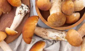 Zbiór borowików. Czy koty mogą jeść grzyby? Z pewnością nie powinny, bo te leśne skarby są dla nich trujące.