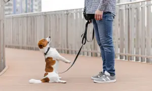 Piesek na smyczy, z podniesionymi łapkami, wpatrzony w właściciela. Czy to oznaka OCD u psa, czy tylko chęć zabawy?