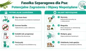 Czy pies może jeść fasolkę szparagową? Infografika ostrzega przed zagrożeniami: zbyt dużą ilością, surową fasolką, dodatkami i pestycydami. Objawy niepożądane to wymioty, biegunka, gazy i osłabienie.