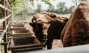 Wolisko żubry przy karmnikach. Dwa potężne żubry w słoneczny dzień, jeden z nich patrzy wprost na widza.