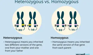 Links zeigen Chromosomenpaare: links heterozygot (Bb), rechts homozygot (BB, bb).