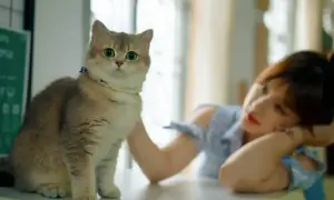 Uroczy kotek z wielkimi oczami, obok dziewczyna. Zadbaj o jego zdrowie, stosując krople dla kota na pasożyty wewnętrzne i zewnętrzne.