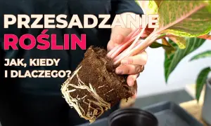 Jak przesadzić kwiat? Kompleksowy przewodnik krok po kroku