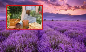 Sadzenie lawendy z doniczki: kiedy i jak, by pięknie kwitła?
