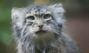 Kot pallas z puszystym futrem i przenikliwym spojrzeniem.