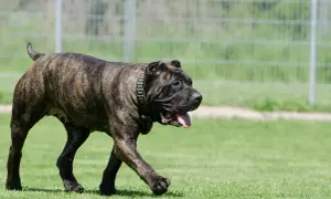 Ein kräftiger Presa Canario, schwarz gestromt, mit Nieten-Halsband, genießt einen Spaziergang auf der grünen Wiese.