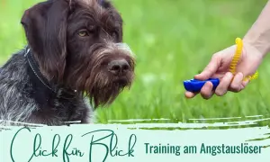 Ein Hund schaut auf einen Clicker. Ein "Click für Blick" Training am Angstaustlöser beginnt.