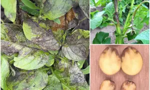 Liście ziemniaków z plamami i brązowieniem, łodyga z objawami choroby, a także przekrojone ziemniaki z ciemnymi przebarwieniami – to skutki zarazy ziemniaczanej.