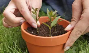 Hände pflanzen junge Liguster-Setzlinge in einen Terrakotta-Topf. So einfach lässt sich Liguster vermehren.