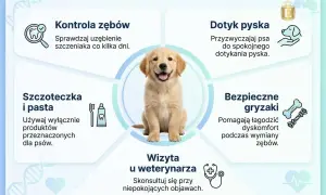Uroczy szczeniak golden retrievera z szerokim uśmiechem, prezentujący swoje zdrowe siekacze u psa. Obok wskazówki dotyczące pielęgnacji zębów.