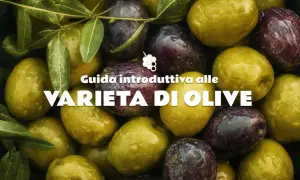 Un primo piano di olive giganti, alcune verdi e altre violacee, con gocce d'acqua. Guida alle varietà di olive.