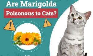 Are marigolds poisonous to cats? This image shows bright orange marigolds and a curious cat, prompting the question about their safety for felines.