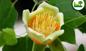 Nahaufnahme einer tulpenbaum-Blüte mit gelben Staubgefäßen und orangefarbenen Akzenten. Vorsicht: tulpenbaum giftig.