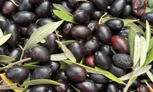Un montón de aceitunas negras y algunas hojas verdes. Las diferencias entre oliva y aceituna son sutiles, pero aquí se aprecian las variedades maduras.