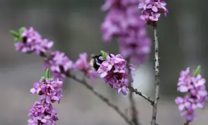 Pąki i kwiaty wawrzynka wilczełyko (dafne) w kolorze fioletowym, na gałązce siedzi pszczoła.