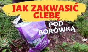Jak zakwasić glebę pod borówki? Sprawdzone metody i triki