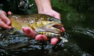 Erfolgreiches Angeln an der Lahn: Ein Angler hält einen frisch gefangenen Fisch und den Köder in seinen Händen.