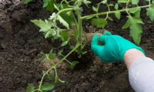 Ręka w zielonej rękawiczce rozsypuje nawóz wokół młodej sadzonki pomidora. Dowiedz się, czym nawozić pomidory domowe sposoby.