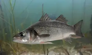 Ein silberner Fisch, ein sea bass deutsch, schwimmt im klaren Wasser zwischen Wasserpflanzen.