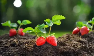 Dwie dojrzałe truskawki na żyznej ziemi. Idealny czas, kiedy sadzić truskawki, by cieszyć się ich smakiem.