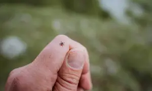 En fästing på ett finger, en potentiell risk för borrelia hos barn.