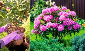 Sadzenie rododendrona obok innych roślin, kwitnący rododendron z różowymi kwiatami.