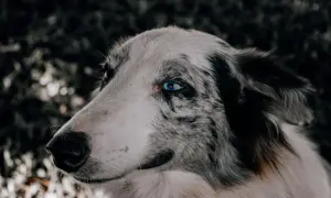 Ein Hund mit auffallend blauen Augen und nach hinten gelegten Ohren blickt nach links.
