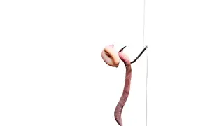 Barsch-Montage: Ein Wurm wird auf einen Angelhaken gezogen, bereit für den Fang.