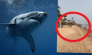 Groźne rekiny w Egipcie. Na plaży widać ludzi, a w wodzie czai się drapieżnik.