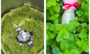 Grüner Brei im Mixer und ein Glas mit roter Schleife inmitten von Zitronenmelisse. Ideen für Rezepte mit Zitronenmelisse.