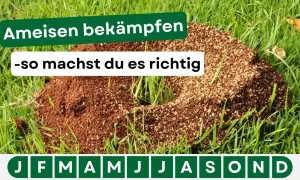 Ameisenhügel im Gras. Text: "Ameisen bekämpfen - so machst du es richtig". Hier gibt es Tipps für hausmittel gegen ameisen.