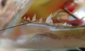 Nahaufnahme des Mauls eines Hechts mit scharfen Zähnen und einem Haken. Ein Hecht Biss, der die Gefahr zeigt.