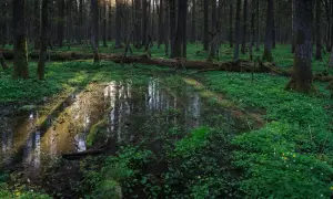 Wiosenny las w najmłodszym parku narodowym w Polsce. Słońce przebija się przez drzewa, oświetlając kałużę i soczystą zieleń.
