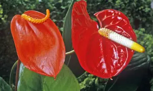 Två röda anthuriumblommor, som liknar en flamingo, med gröna blad i bakgrunden.