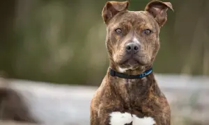 Ein brindlefarbener Pitbull Terrier mit aufmerksamen Augen und einem blauen Halsband blickt in die Kamera.
