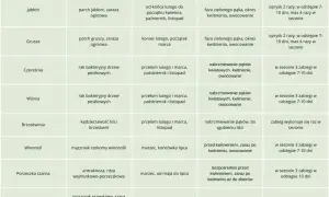 Tabela z informacjami, czym pryskać drzewa owocowe na wiosnę, uwzględniająca gatunek, choroby, terminy i fazy rozwojowe.