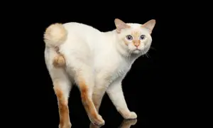 A white cat with blue eyes turns its rear end towards the viewer, a common cat greeting.