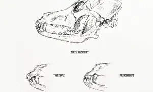 Ilustracja przedstawia czaszkę psa z zaznaczonym zgryzem nożycowym, a także przykłady tyłozgryzu i przodozgryzu.