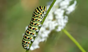 Bunte Raupe mit schwarzen und orangen Flecken, die sich an einem grünen Stiel festhält. Hilfreich für das Bestimmen von Raupen.