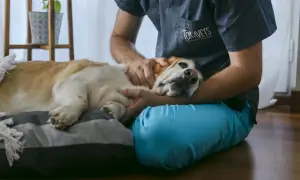 Un veterinario acaricia a un perro mayor en su cama, un momento tierno que puede preceder a la eutanasia en perros.