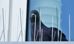 Taube blickt durch Spikes, die zur tauben vertreiben angebracht sind.