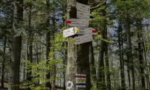 Leśny drogowskaz na drzewie, z tabliczkami kierującymi m.in. na Lubomir, Kasinę Wielką i Kiczorę.