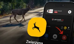 Jak ustawić Yanosika w tle? Aplikacja ostrzega przed zwierzętami na drodze. Ikona ostrzeżenia "Zagrożenie" jest widoczna.