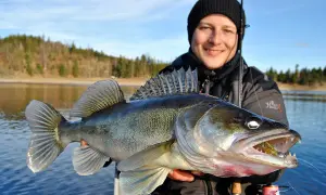 Glücklicher Angler hält stolz einen großen Zander, gefangen an der Bleilochtalsperre.