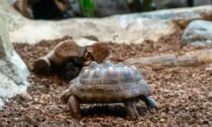 Czy można oddać żółwia do zoo? Sprawdź, co warto wiedzieć przed decyzją