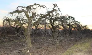 Odmładzanie starej jabłoni: Cięcie krok po kroku do obfitych plonów