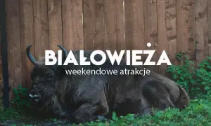 Atrakcje w Białowieży, które zaskoczą nawet najbardziej wymagających turystów