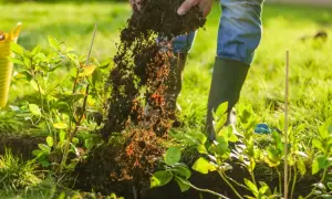 Sadzenie borówki amerykańskiej: ręce wsypują ziemię do dołka wokół młodej rośliny.